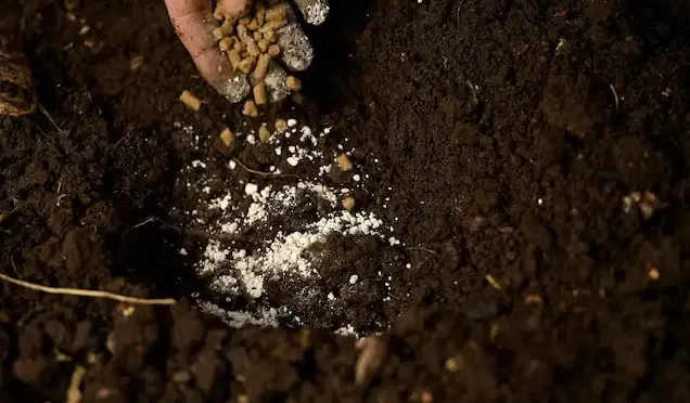 fosfor karanlikta neden parlar