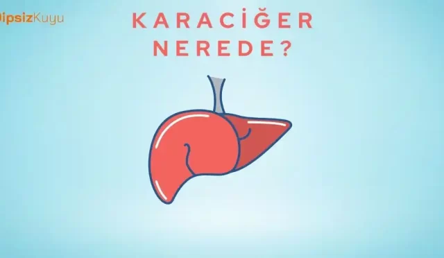 karaciger nerede