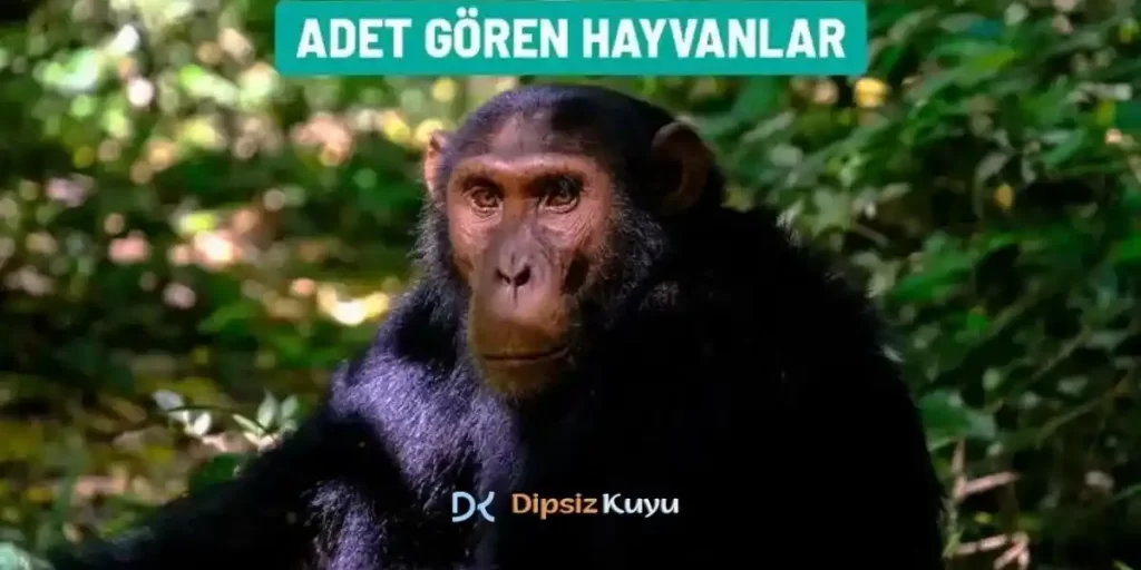 Adet Gören Hayvanlar | Hangi Hayvanlar Adet Görür?