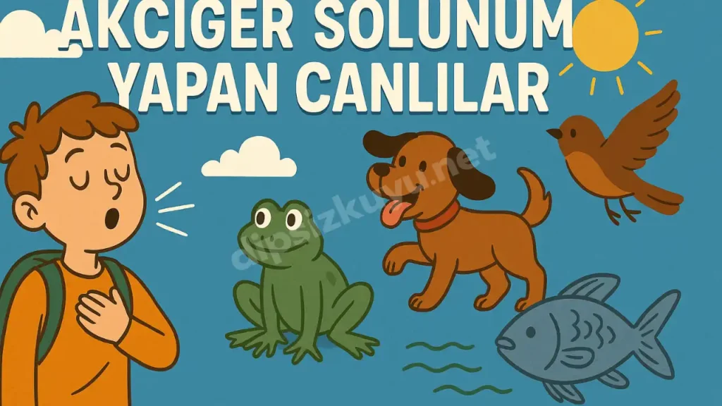 Akciğer Solunumu Yapan Canlılar | 5 Maddede Tüm Detaylar