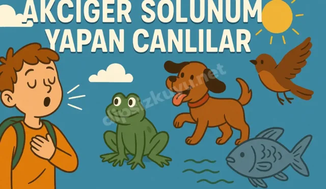 akciger solunumu yapan canlilar