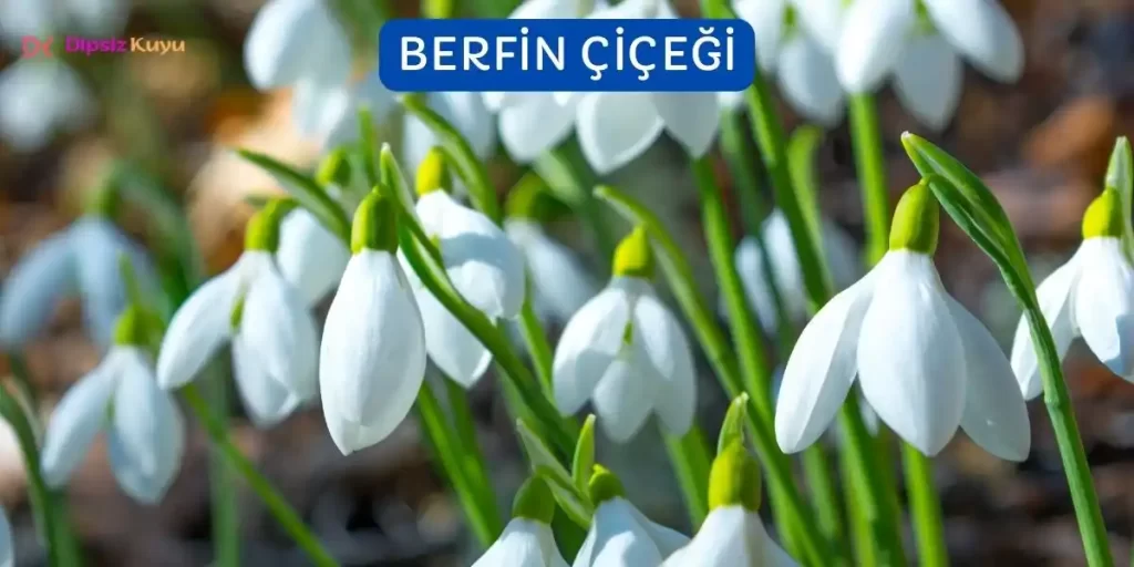 Berfin Çiçeği: Baharın Müjdecisi, Sağlamlığın Simgesi 2026 Bilgileri