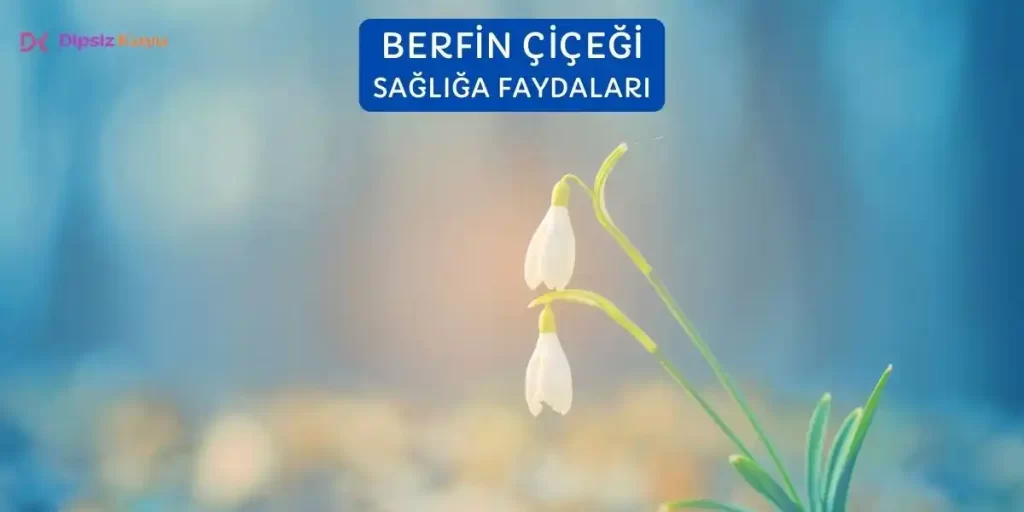 berfin cicegi yetistirme