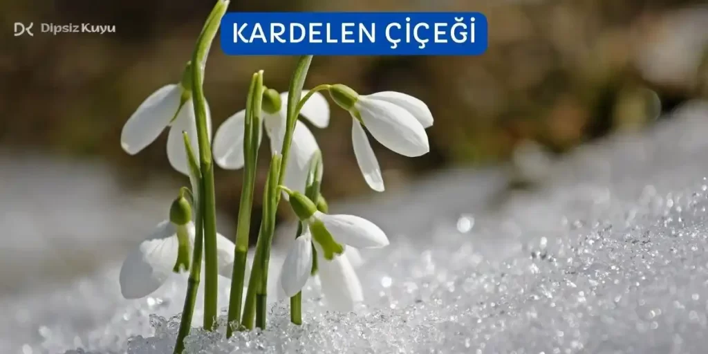 kardelen cicegi