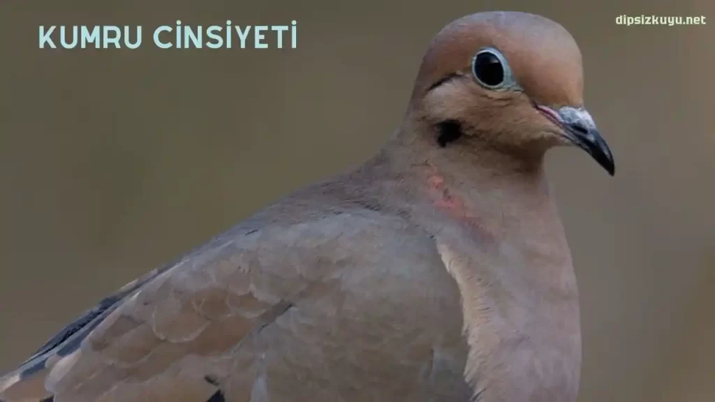 kumru cinsiyeti nasil anlasilir