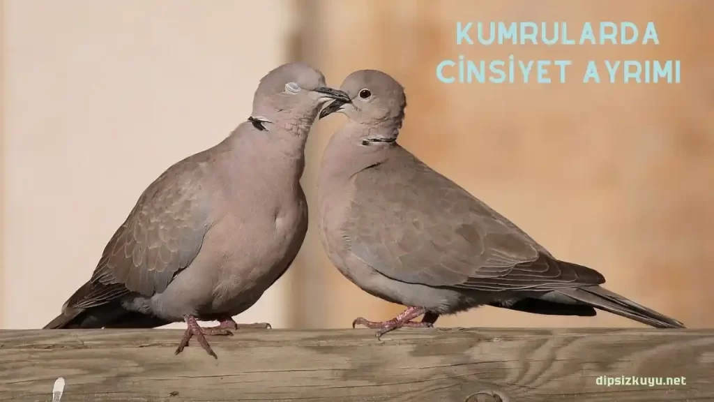 kumrularda cinsiyet ayrimi