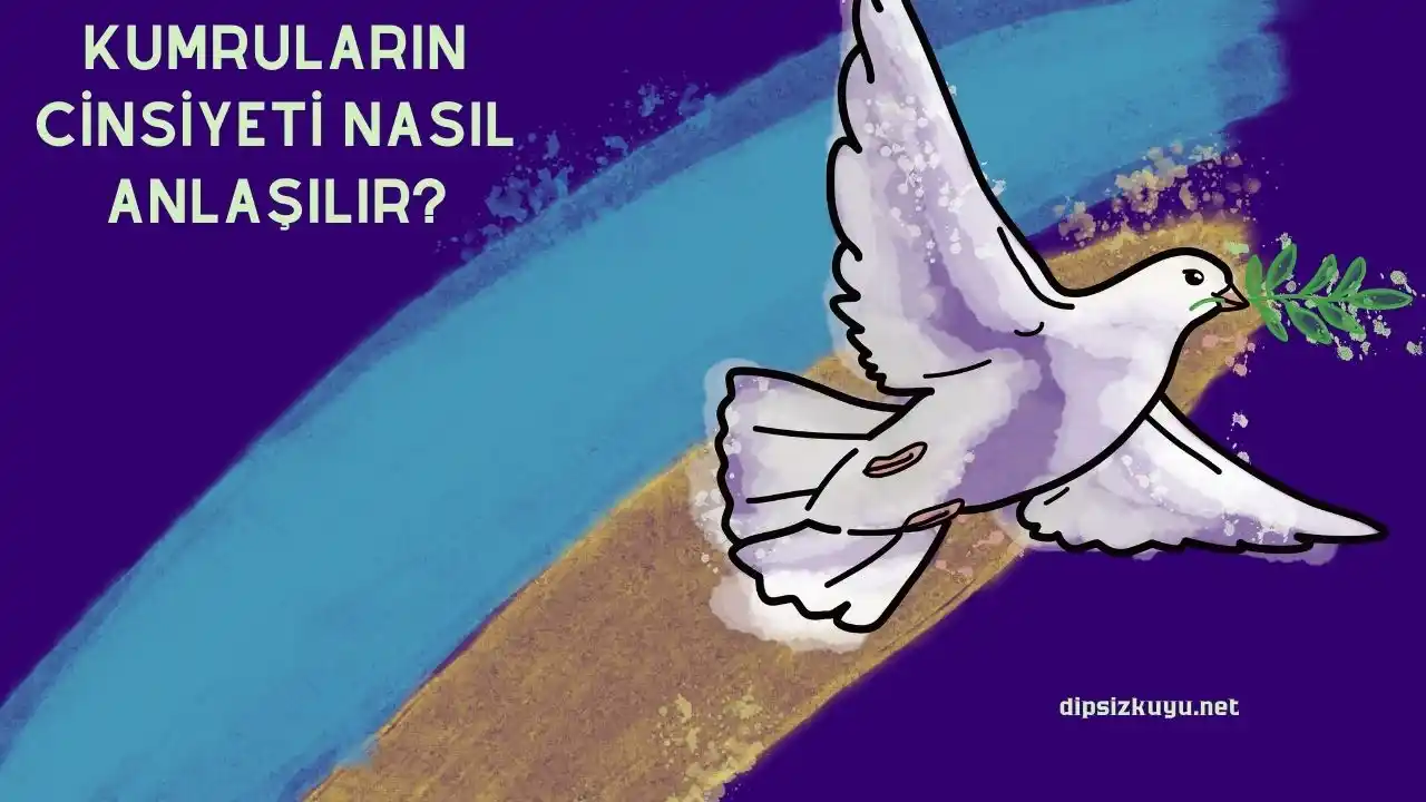 kumrularin cinsiyeti nasil anlasilir