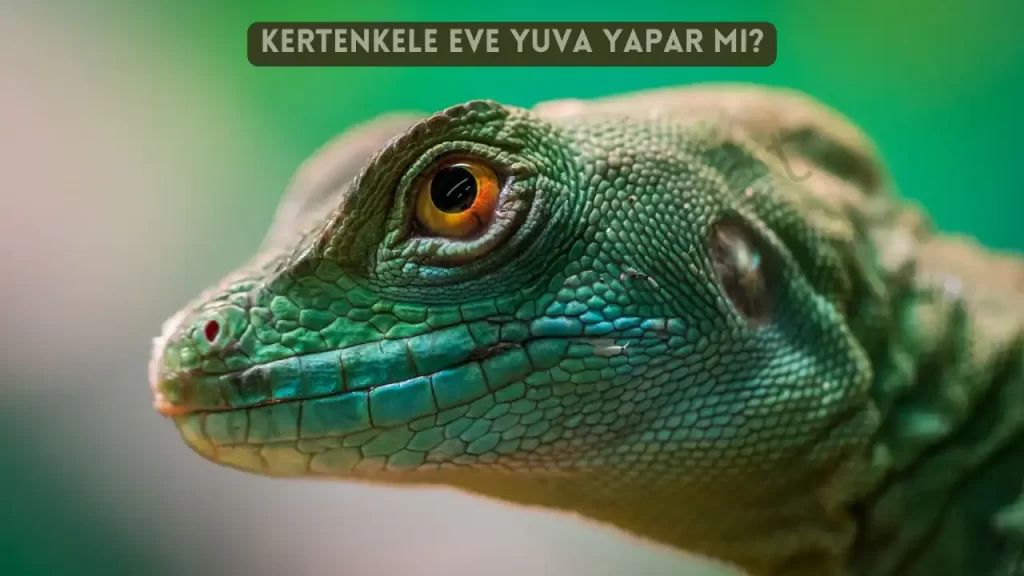 kertenkele eve yuva yapar mi