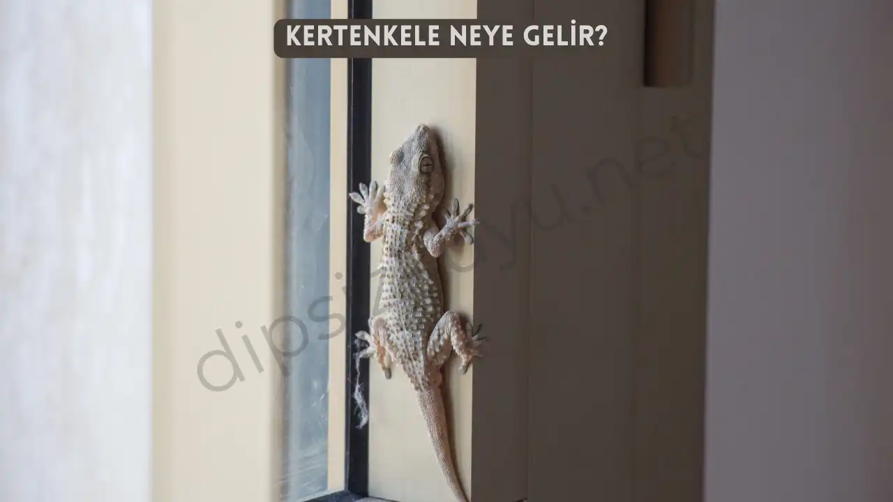 kertenkele neye gelir