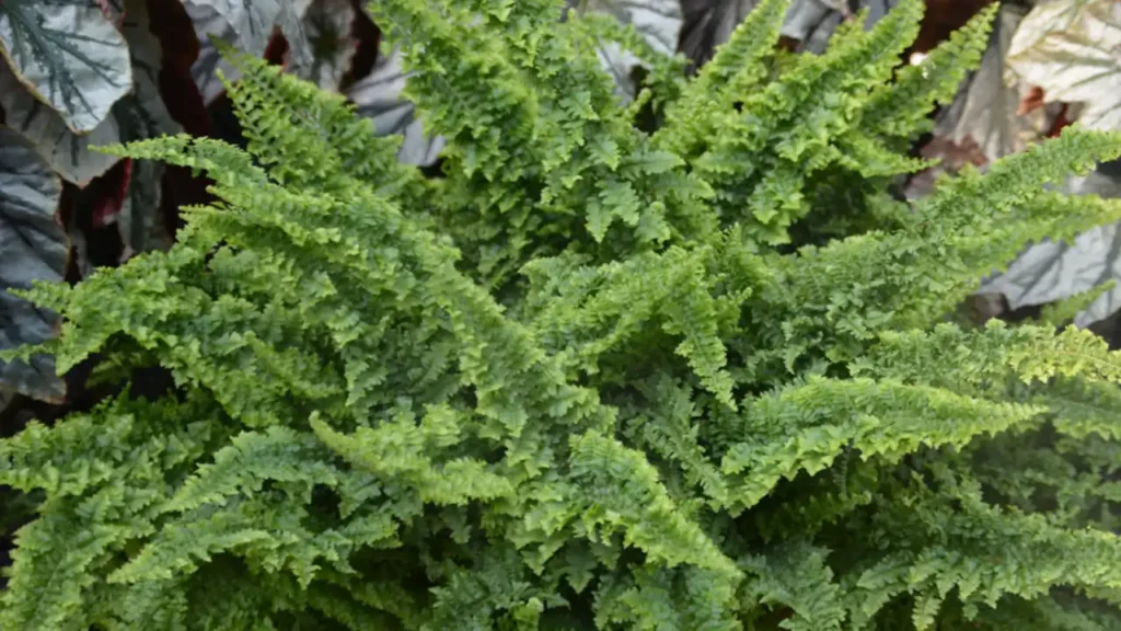 nephrolepis exaltata fluffy ruffles