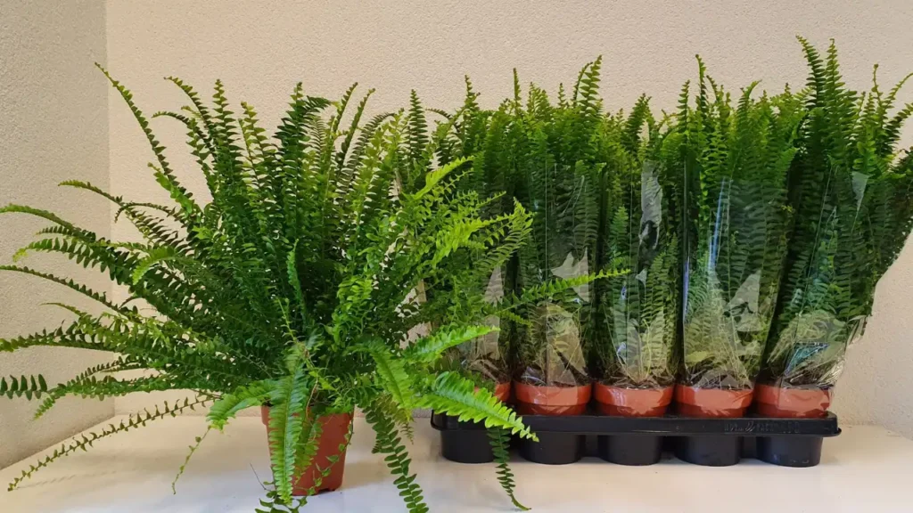 nephrolepis exaltata green lady