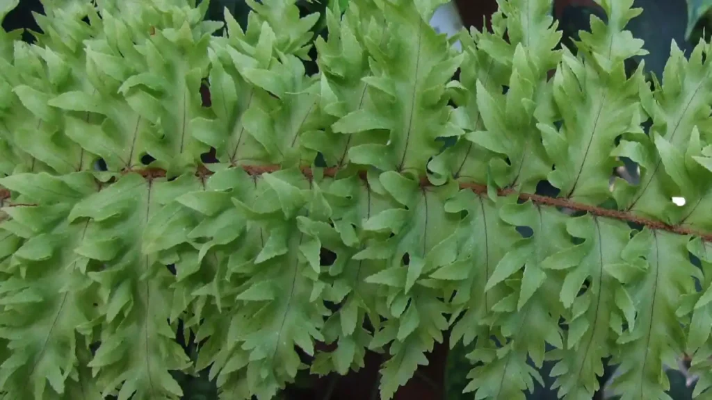 nephrolepis exaltata rooseveltii