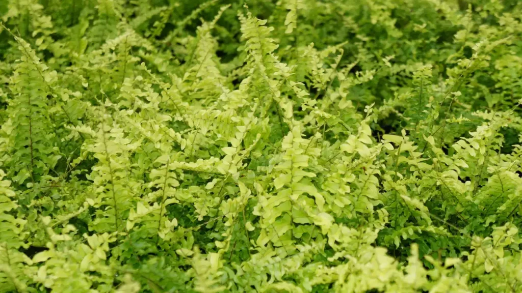 nephrolepis exaltata teddy junior