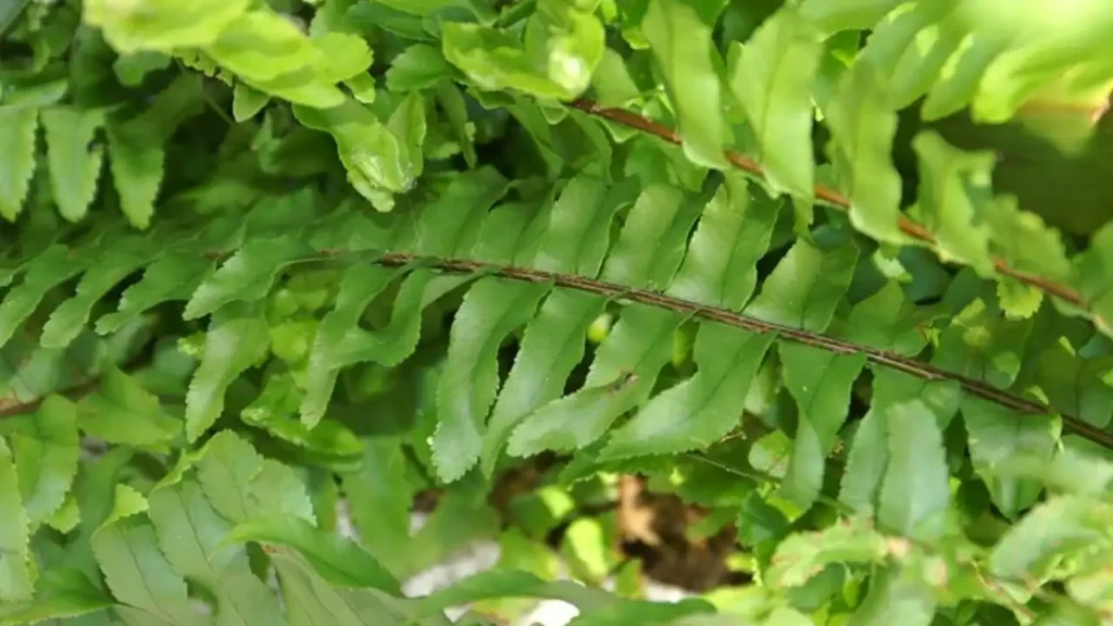 nephrolepis exaltata whitmanii
