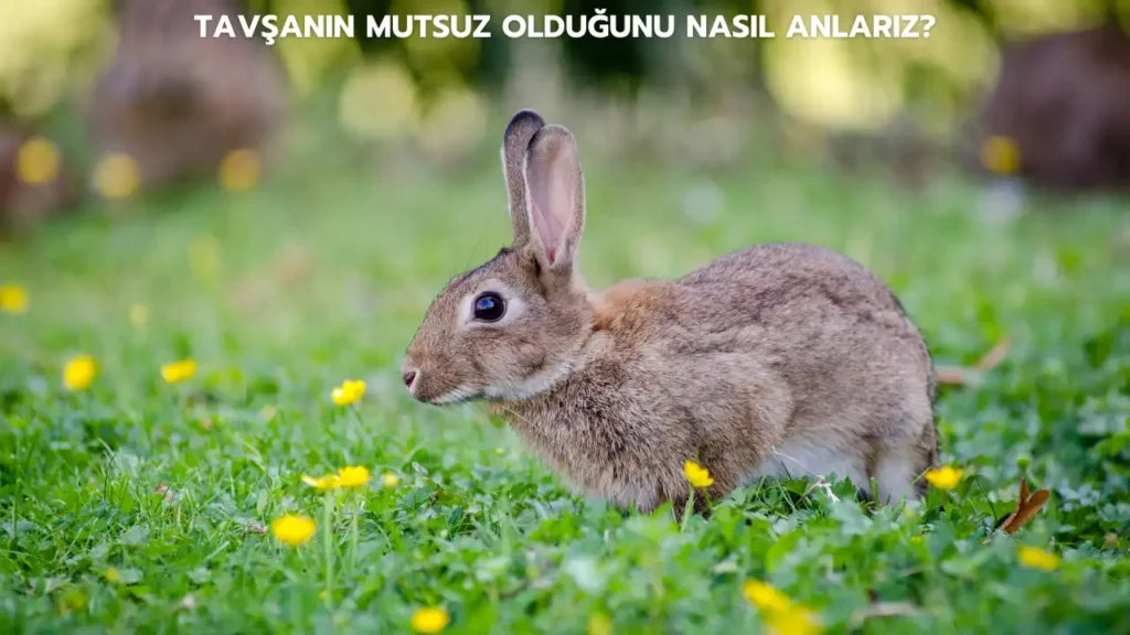 tavsanin mutsuz oldugunu nasil anlariz