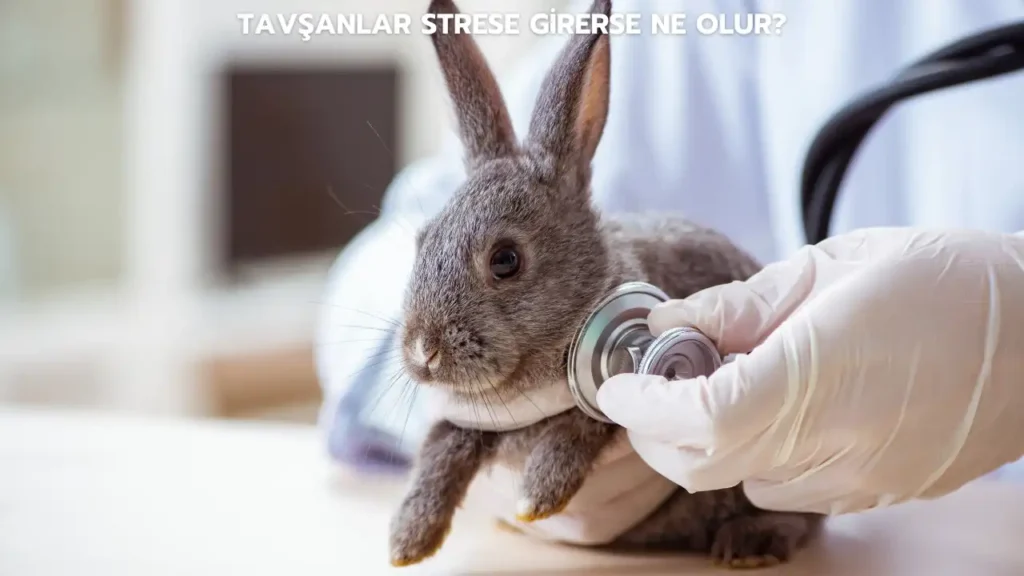 tavsanlar strese girerse ne olur