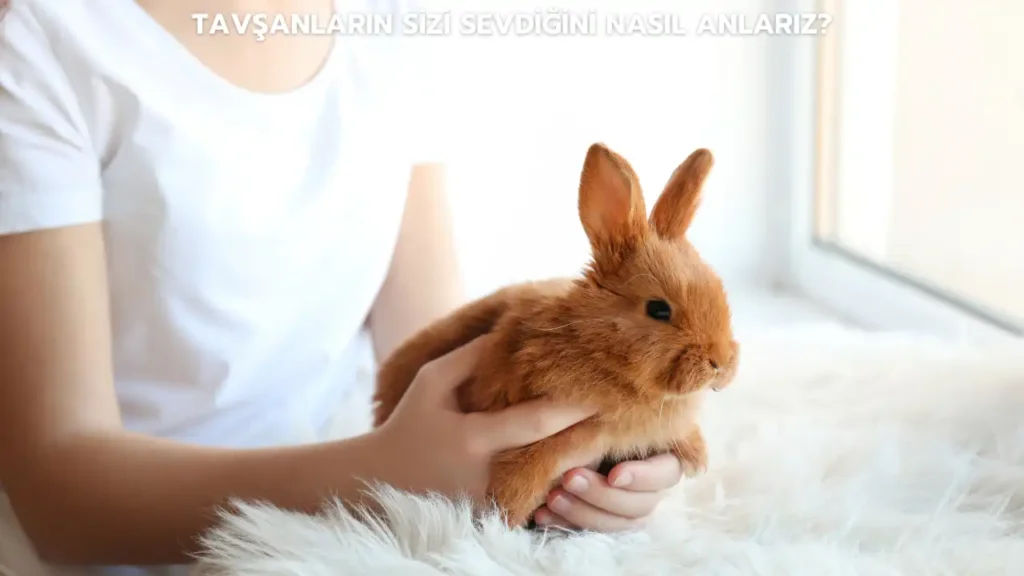 tavsanlarin sizi sevdigini nasil anlariz