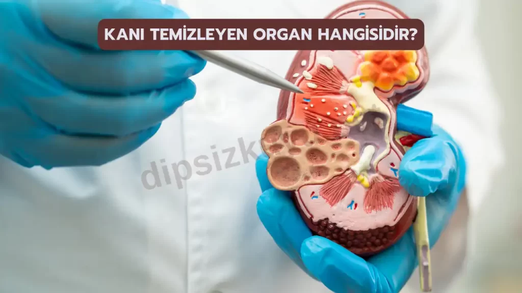 Kanı Temizleyen Organ Hangisidir? Kirli Kanı Hangi Organımız Temizler?