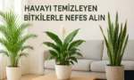 havayi temizleyen bitkiler