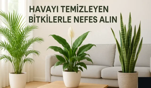 havayi temizleyen bitkiler