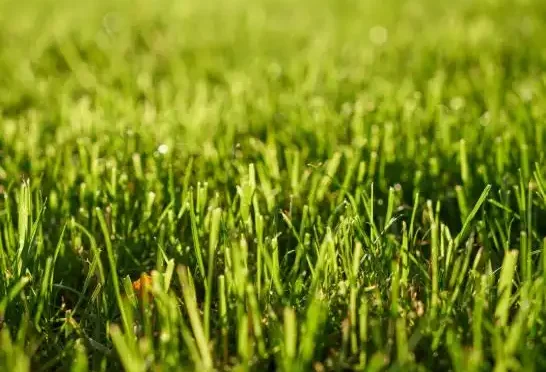 izmir rulo cim dipsizkuyu net